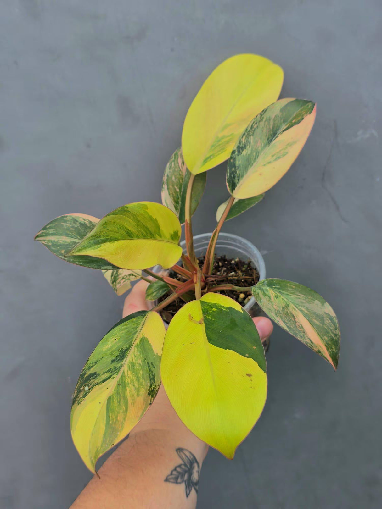 Variegated Black Cardinal Philodendron – Rare Collector Plant (June-26-21-ER)