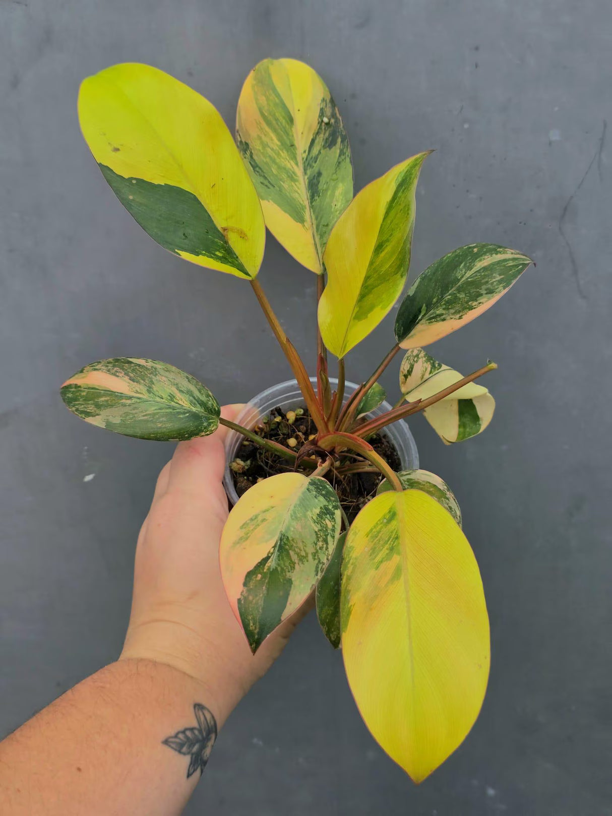 Variegated Black Cardinal Philodendron – Rare Collector Plant (June-26-21-ER)