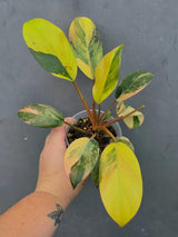 Variegated Black Cardinal Philodendron – Rare Collector Plant (June-26-21-ER)