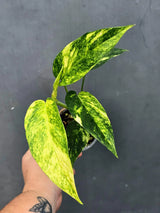 Variegated Golden Flame - Epipremnum Pinnatum Plant (June-26-22)