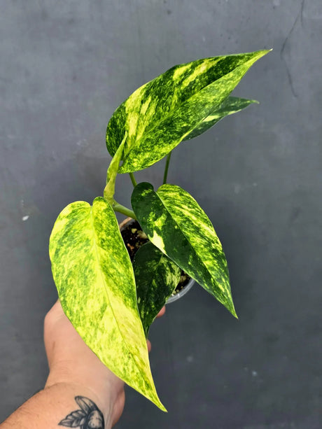 Variegated Golden Flame - Epipremnum Pinnatum Plant (June-26-22)