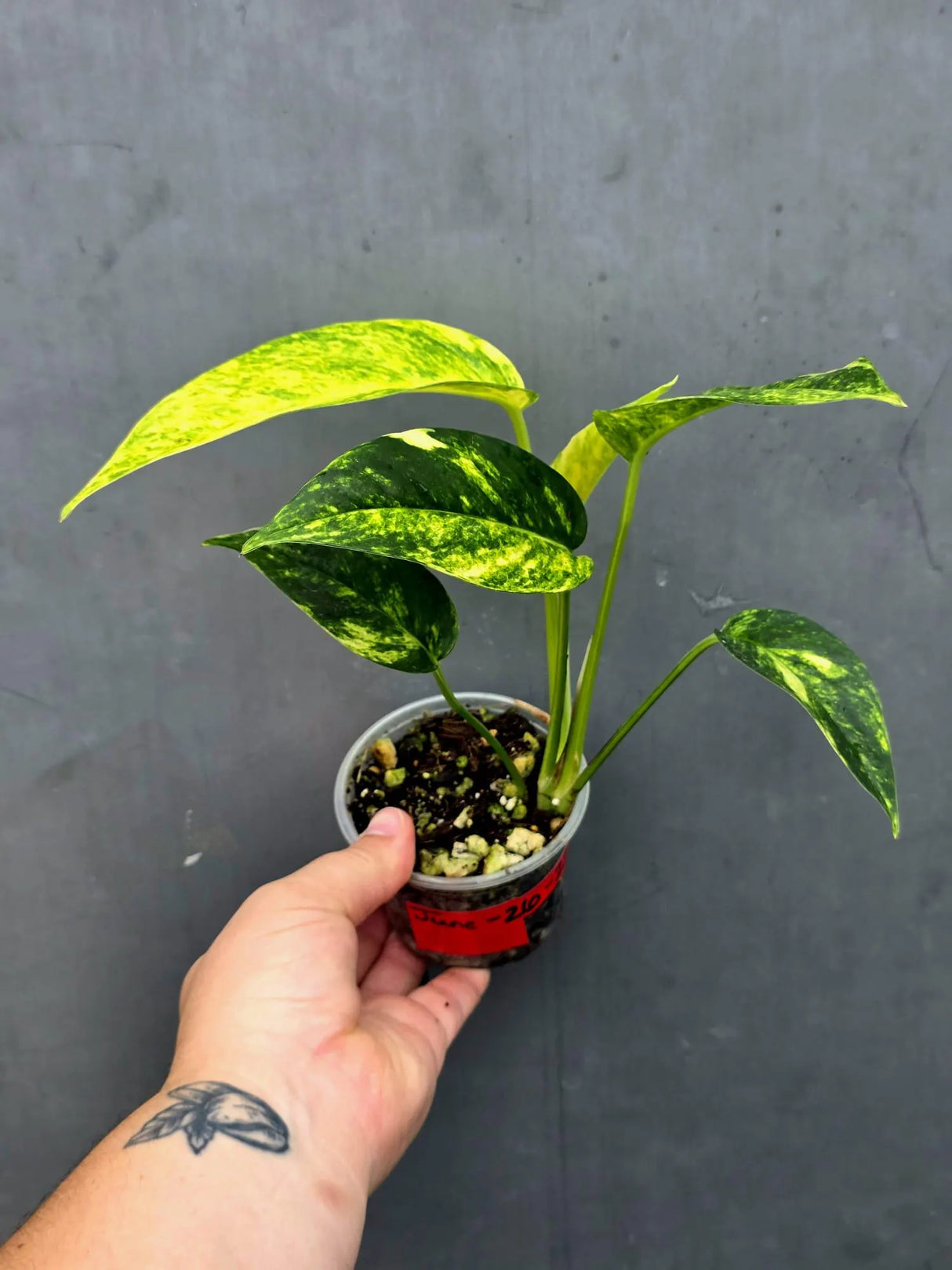 Variegated Golden Flame - Epipremnum Pinnatum Plant (June-26-22)