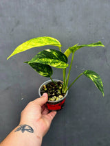 Variegated Golden Flame - Epipremnum Pinnatum Plant (June-26-22)