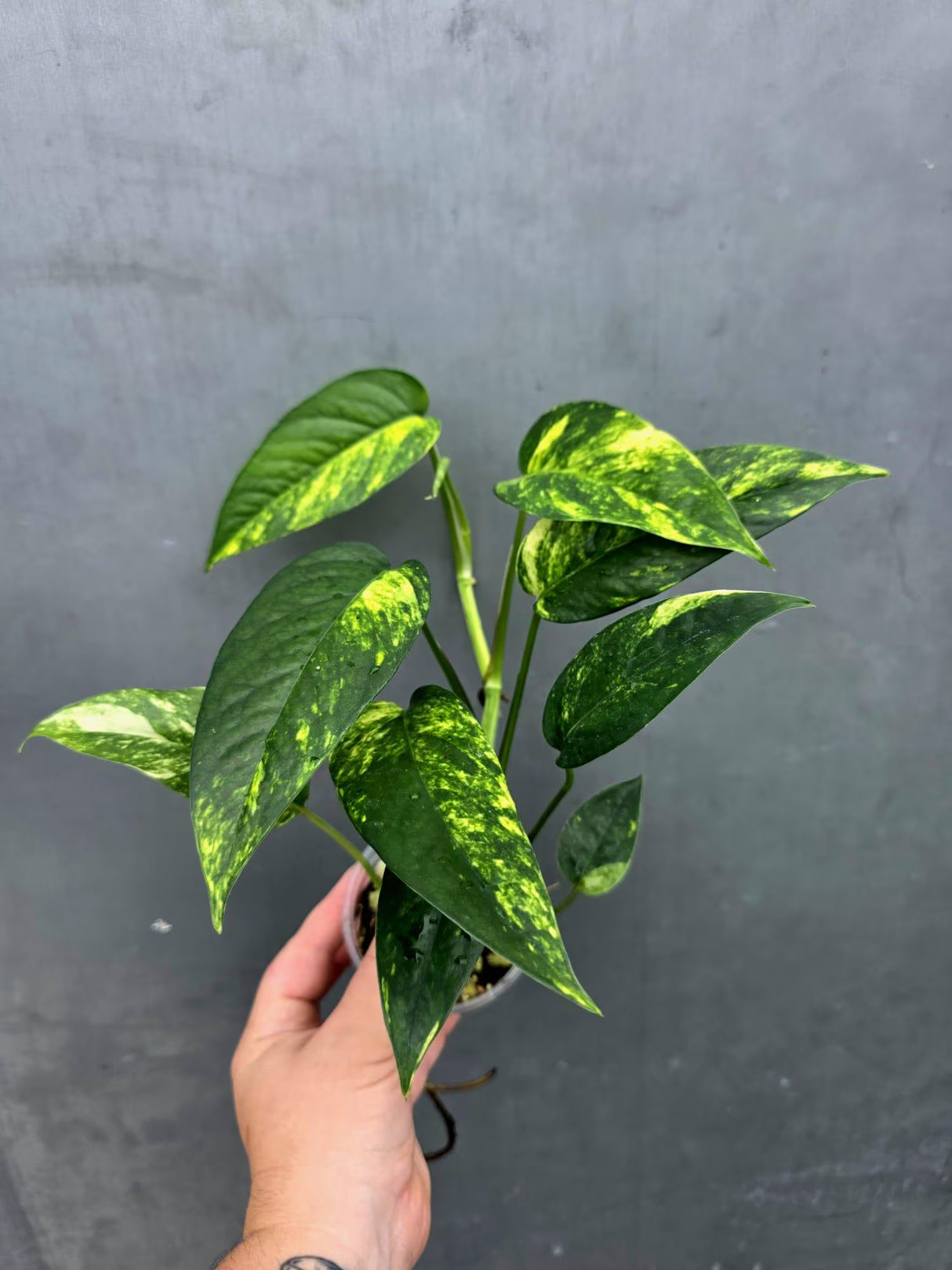 Rare Variegated Golden Flame Epipremnum Pinnatum - Exact Plant - (June-26-23)