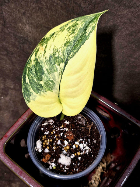 Scindapsus Jade Satin Variegated - Yellow Variegation (June-26-10)