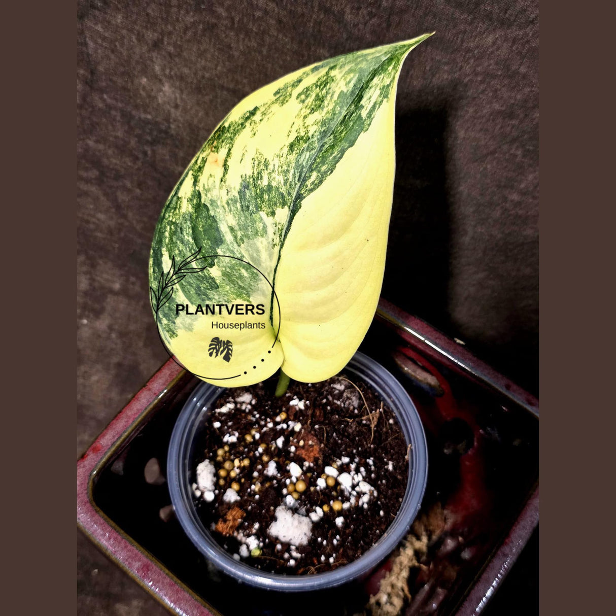 Scindapsus Jade Satin Variegated - Yellow Variegation (June-26-10)