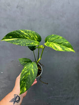 Rare Variegated Golden Flame Epipremnum Pinnatum - Exact Plant - (June-26-26)