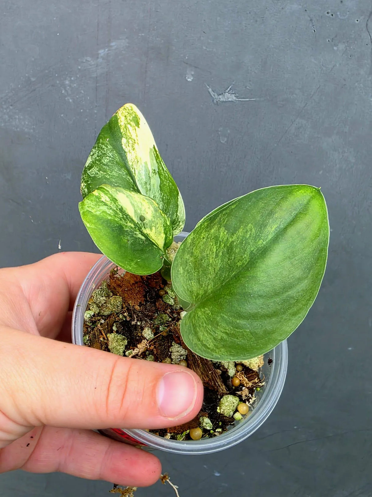 Scindapsus Jade Satin Variegated - Yellow Variegation (June-26-27)