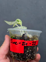 RARE Variegated Epipremnum Pinnatum Albo - High Variegated Plant (June-26-28)
