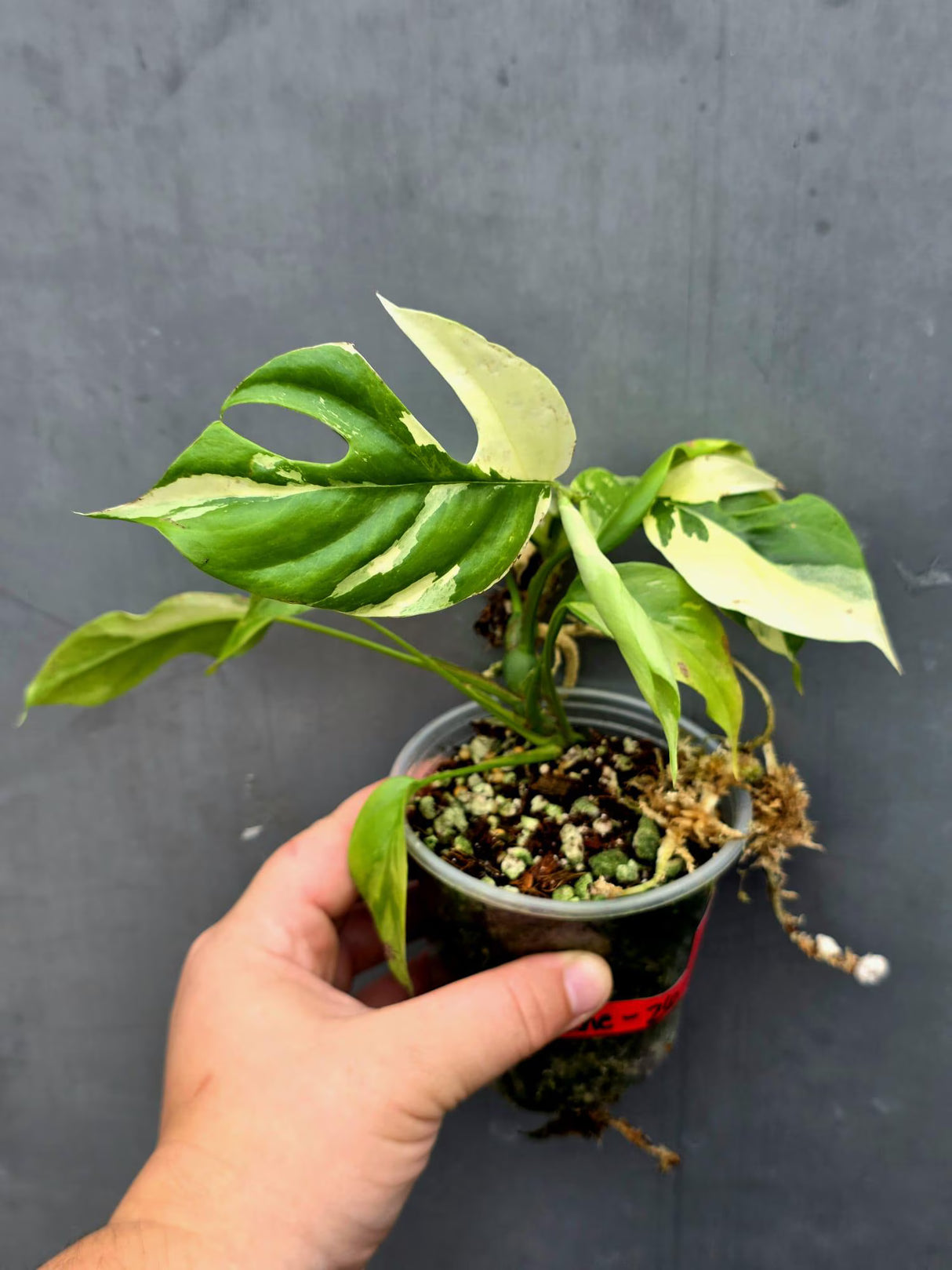 Variegated Rhaphidophora Tetrasperma Albo - Collector's Aroid(June-26-29)