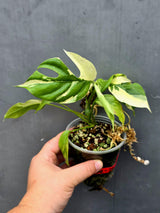 Variegated Rhaphidophora Tetrasperma Albo - Collector's Aroid(June-26-29)