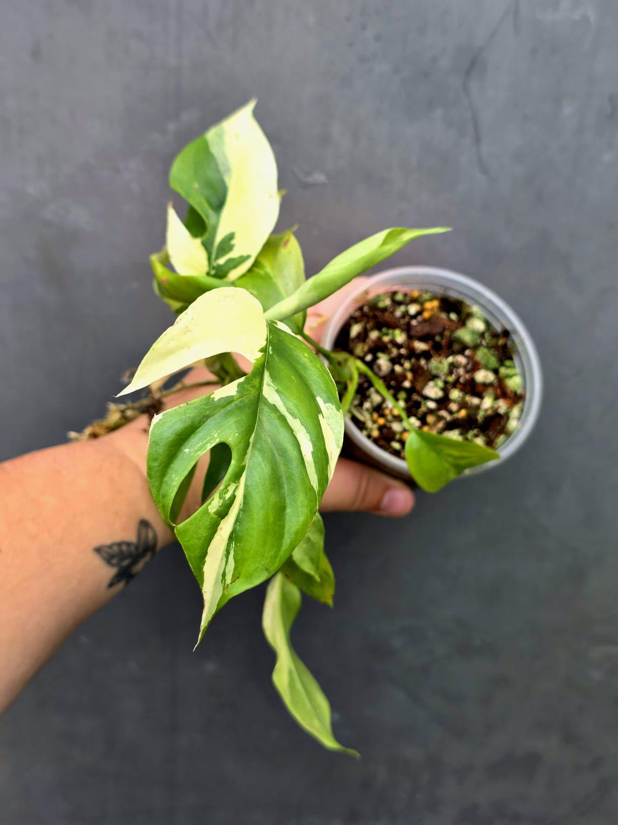 Variegated Rhaphidophora Tetrasperma Albo - Collector's Aroid(June-26-29)
