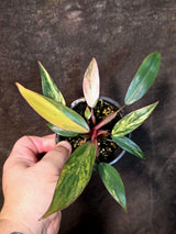 Variegated Philodendron Strawberry Shake Live Plant - EXACT Plant (June-26-14)