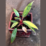 Variegated Philodendron Strawberry Shake Live Plant - EXACT Plant (June-26-14)