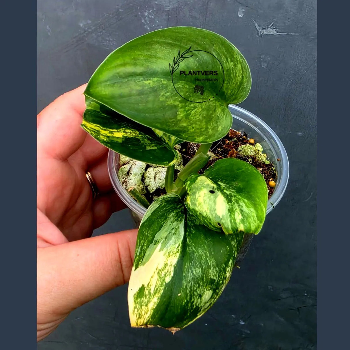 Scindapsus Jade Satin Variegated - Yellow Variegation (June-26-27)