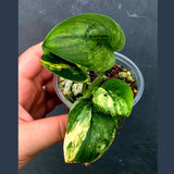 Scindapsus Jade Satin Variegated - Yellow Variegation (June-26-27)