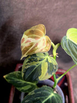 Philodendron Melanochrysum Variegated - Rare Tropical (June-26-13)