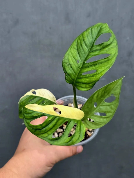 Variegated Monstera Adansonii Albo - Swiss Cheese Plant (June-26-15)