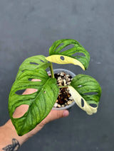 Variegated Monstera Adansonii Albo - Swiss Cheese Plant (June-26-15)
