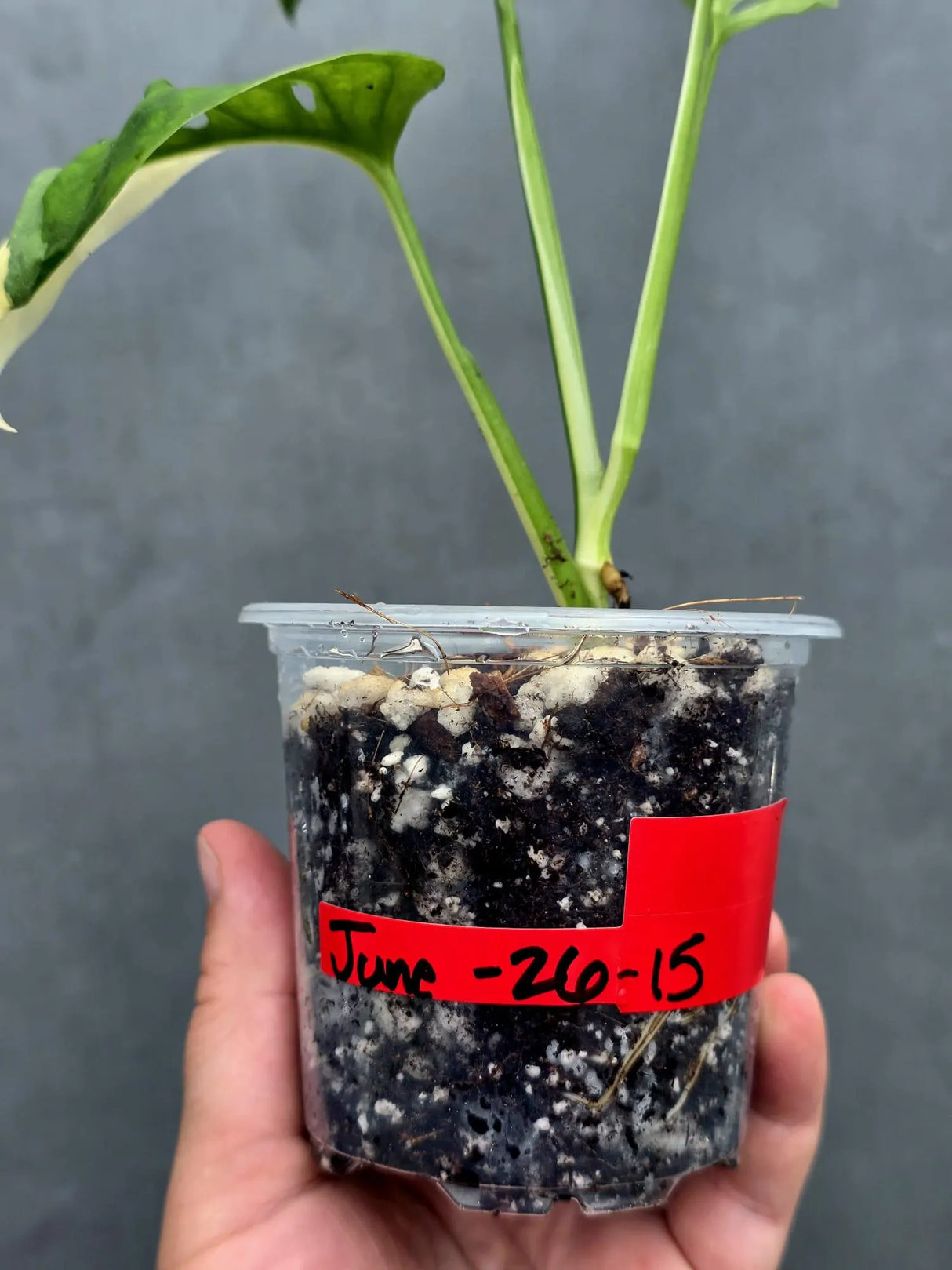 Variegated Monstera Adansonii Albo - Swiss Cheese Plant (June-26-15)