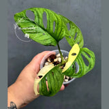 Variegated Monstera Adansonii Albo - Swiss Cheese Plant (June-26-15)