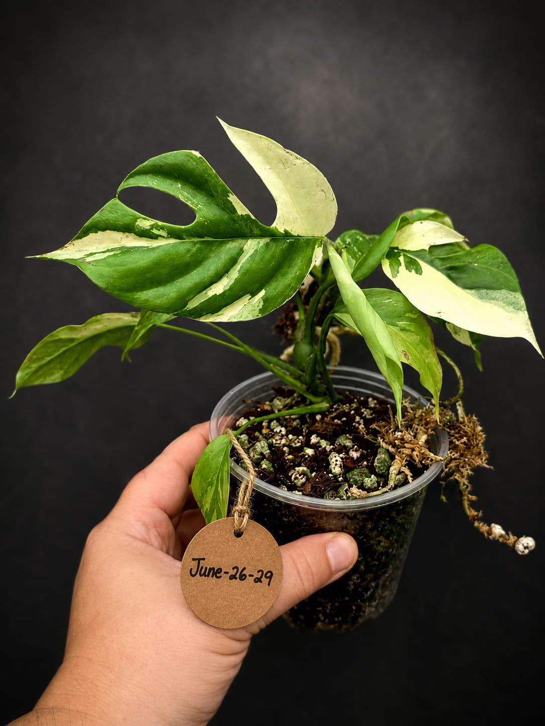 Variegated Rhaphidophora Tetrasperma Albo - Collector's Aroid(June-26-29)