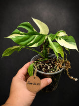 Variegated Rhaphidophora Tetrasperma Albo - Collector's Aroid(June-26-29)