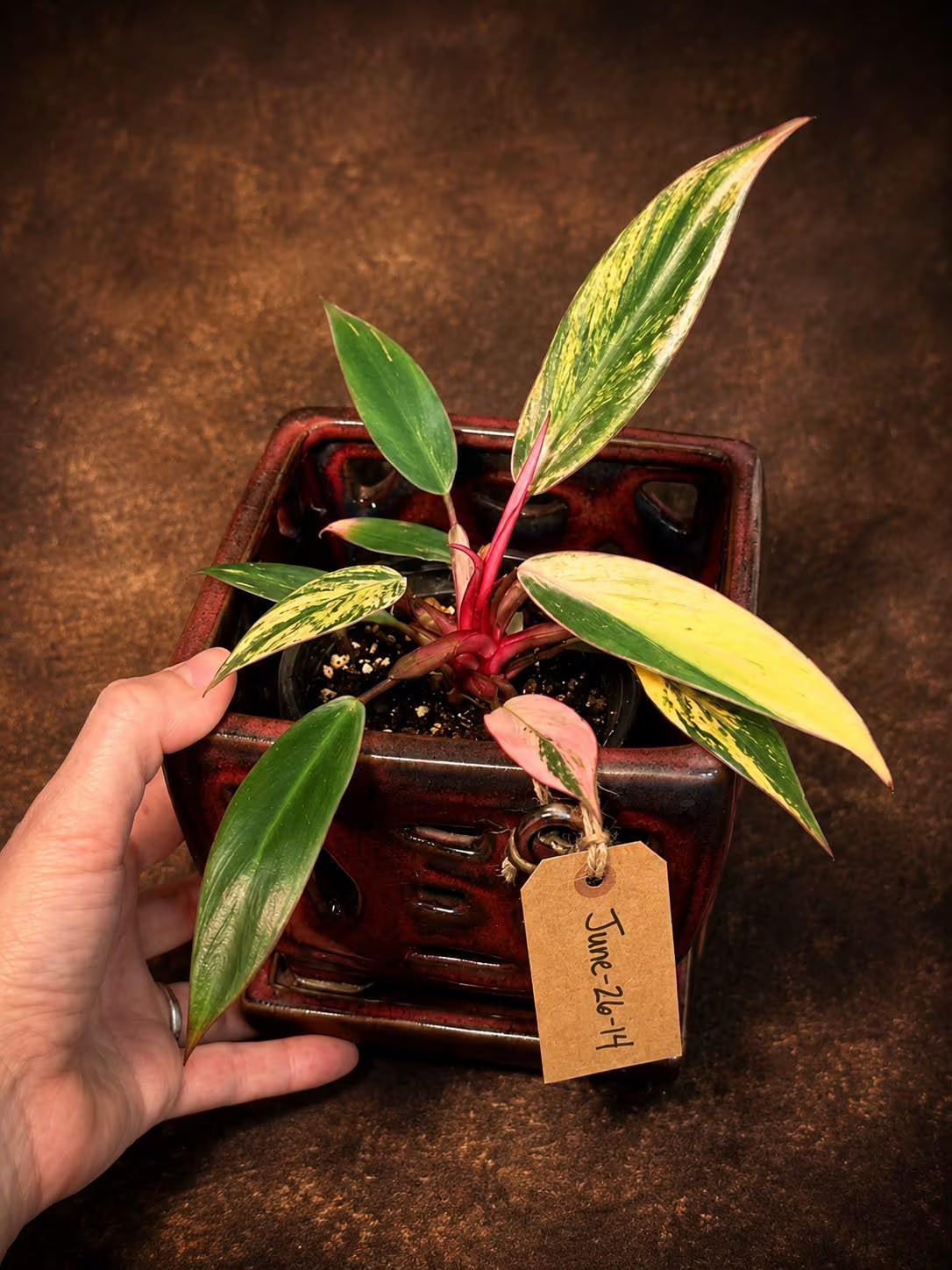 Variegated Philodendron Strawberry Shake Live Plant - EXACT Plant (June-26-14)