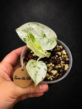 RARE Variegated Epipremnum Pinnatum Albo - High Variegated Plant (June-26-28)