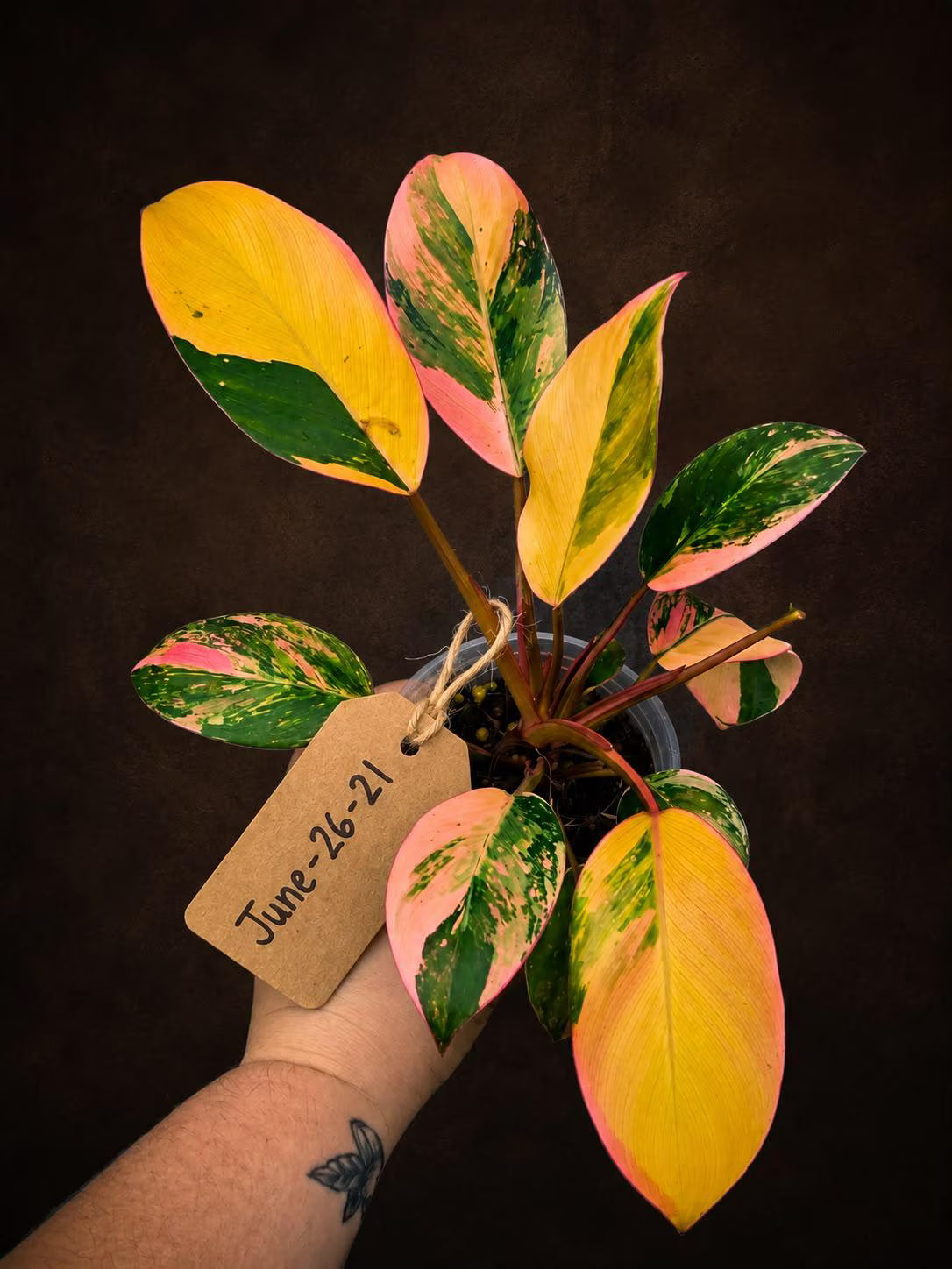 Variegated Black Cardinal Philodendron – Rare Collector Plant (June-26-21-ER)