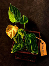 Philodendron Melanochrysum Variegated - Rare Tropical (June-26-13)