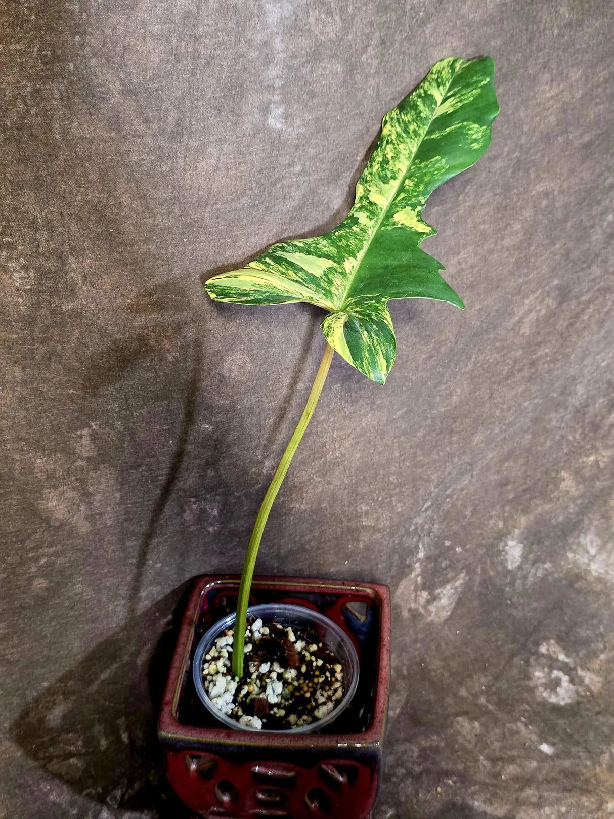 Philodendron Florida Beauty x Mayoi Variegated - Exact Plant - US Seller (June-16-07)