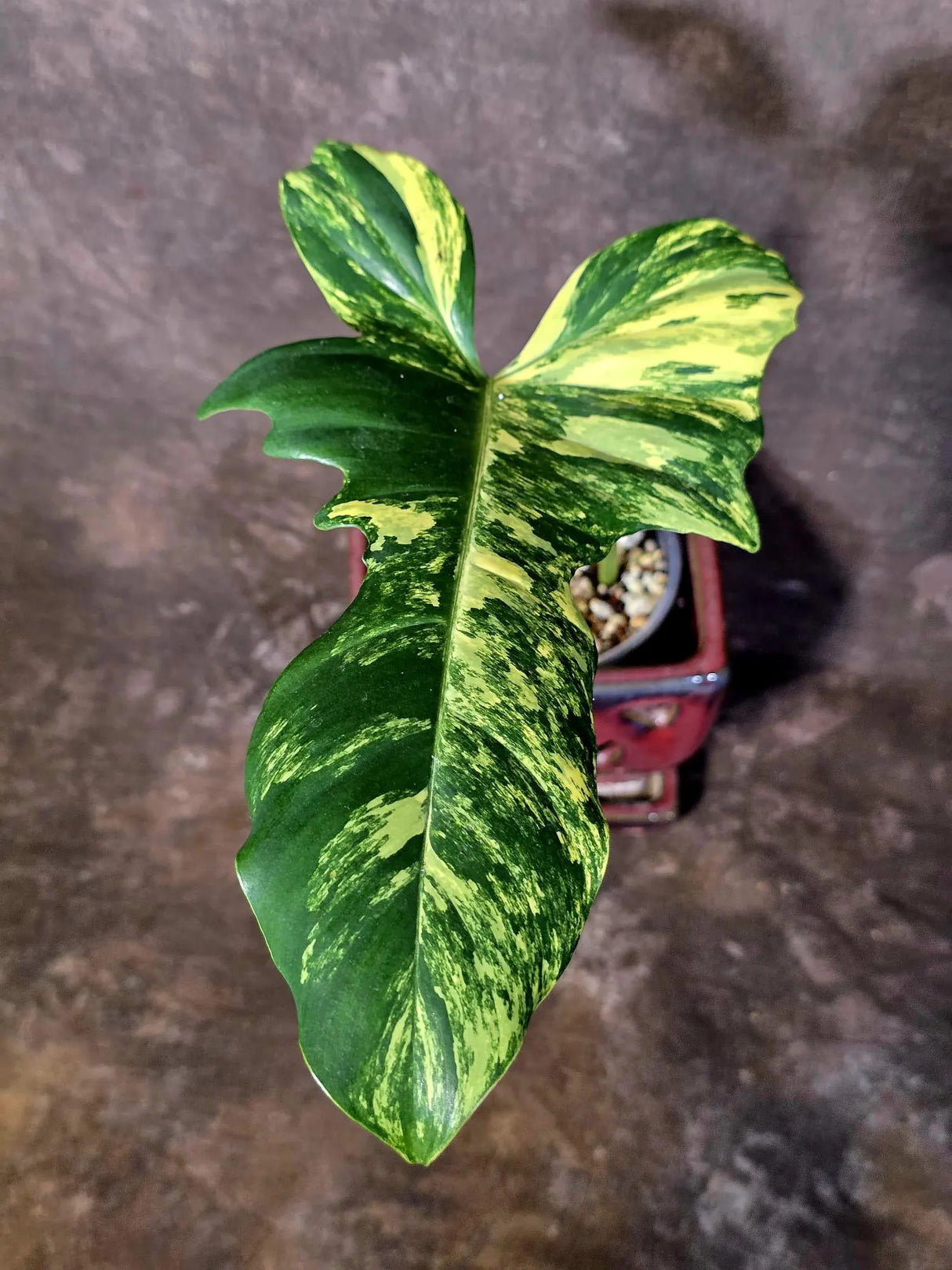Philodendron Florida Beauty x Mayoi Variegated - Exact Plant - US Seller (June-16-07)