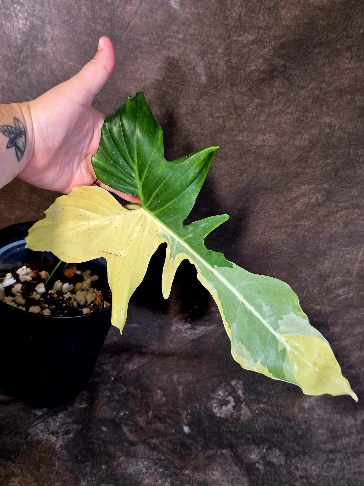 EXACT Golden Dragon Philodendron Variegated  Plant - Collector Rare Plant - EXACT Plant (June-16-10)
