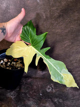 EXACT Golden Dragon Philodendron Variegated  Plant - Collector Rare Plant - EXACT Plant (June-16-10)
