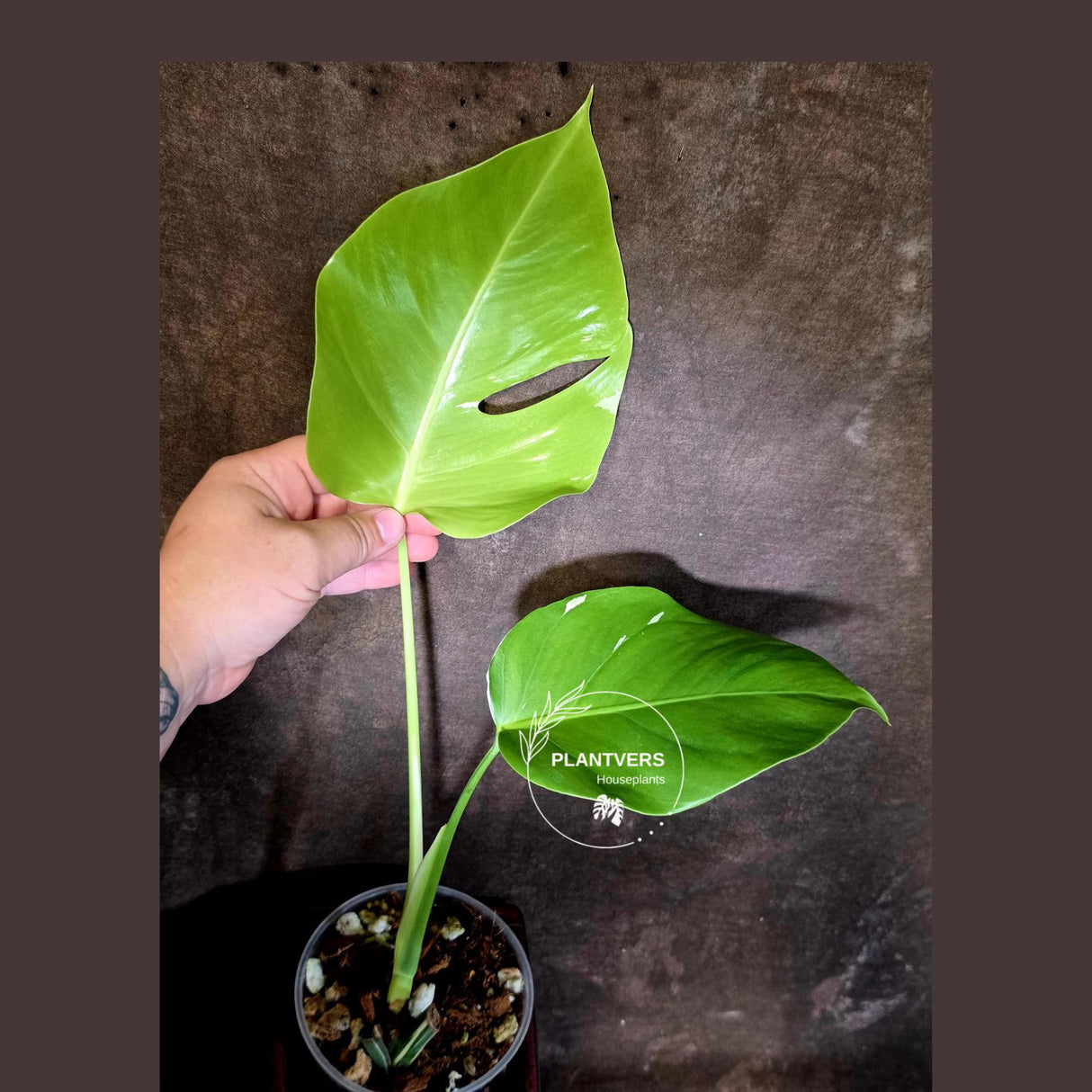 Monstera Albo Variegated - Rare Aroid - Exact Plant - US Seller (June-16-11)