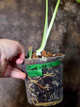 Monstera Albo Variegated - Rare Aroid - Exact Plant - US Seller (June-16-11)