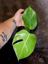 Monstera Albo Variegated - Rare Aroid - Exact Plant - US Seller (June-16-11)