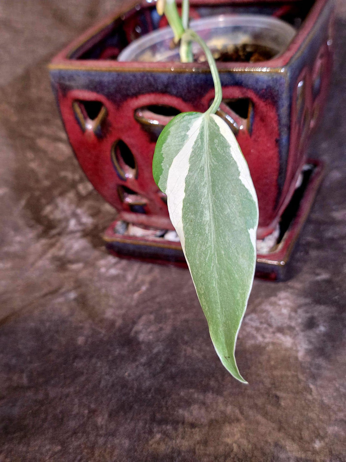 Variegated Monstera Albo Borsigiana - Rare Exact Plant - US Seller (June-16-20)