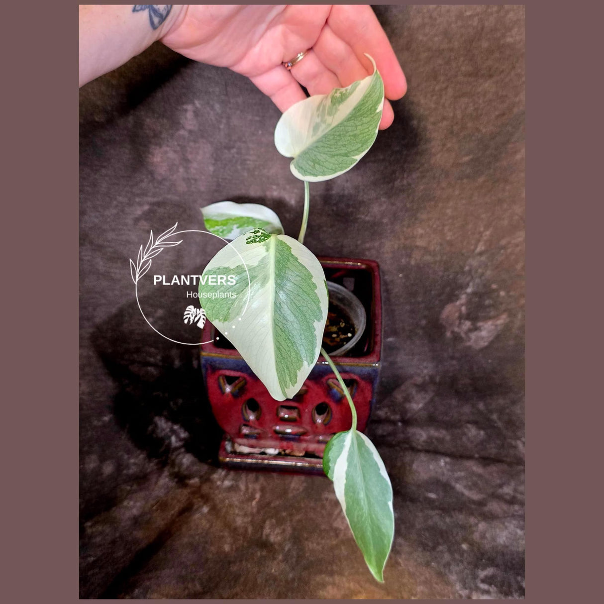 Variegated Monstera Albo Borsigiana - Rare Exact Plant - US Seller (June-16-20)