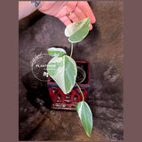 Variegated Monstera Albo Borsigiana - Rare Exact Plant - US Seller (June-16-20)