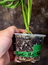 Variegated Monstera Adansonii Albo - Rare Swiss Cheese Vine Plant - Exact Plant (June-16-22)