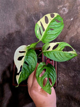 Variegated Monstera Adansonii Albo - Rare Swiss Cheese Vine Plant - Exact Plant (June-16-22)