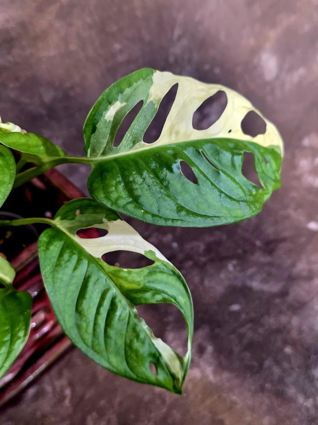 Variegated Monstera Adansonii Albo - Rare Swiss Cheese Vine Plant - Exact Plant (June-16-22)
