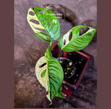 Variegated Monstera Adansonii Albo - Rare Swiss Cheese Vine Plant - Exact Plant (June-16-22)