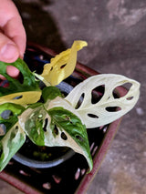 Variegated Monstera Adansonii Albo - Swiss Cheese Plant - Half-moon Rare Plant - Exact Plant (June-16-23)
