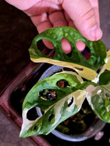 Variegated Monstera Adansonii Albo - Swiss Cheese Plant - Half-moon Rare Plant - Exact Plant (June-16-23)