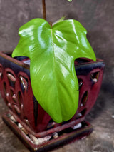 Variegated Philodendron Florida Beauty - Rare Live Plant - US Seller (June-16-25)