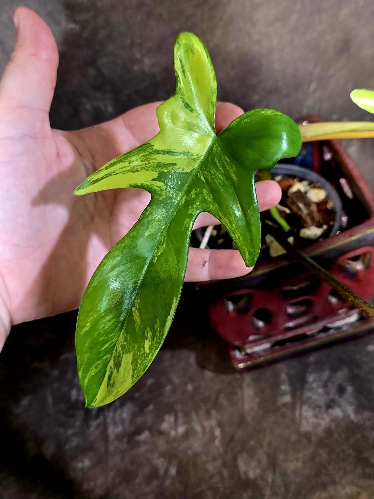 Variegated Philodendron Florida Beauty - Rare Collector Plant - Exact Plant (June-16-26)