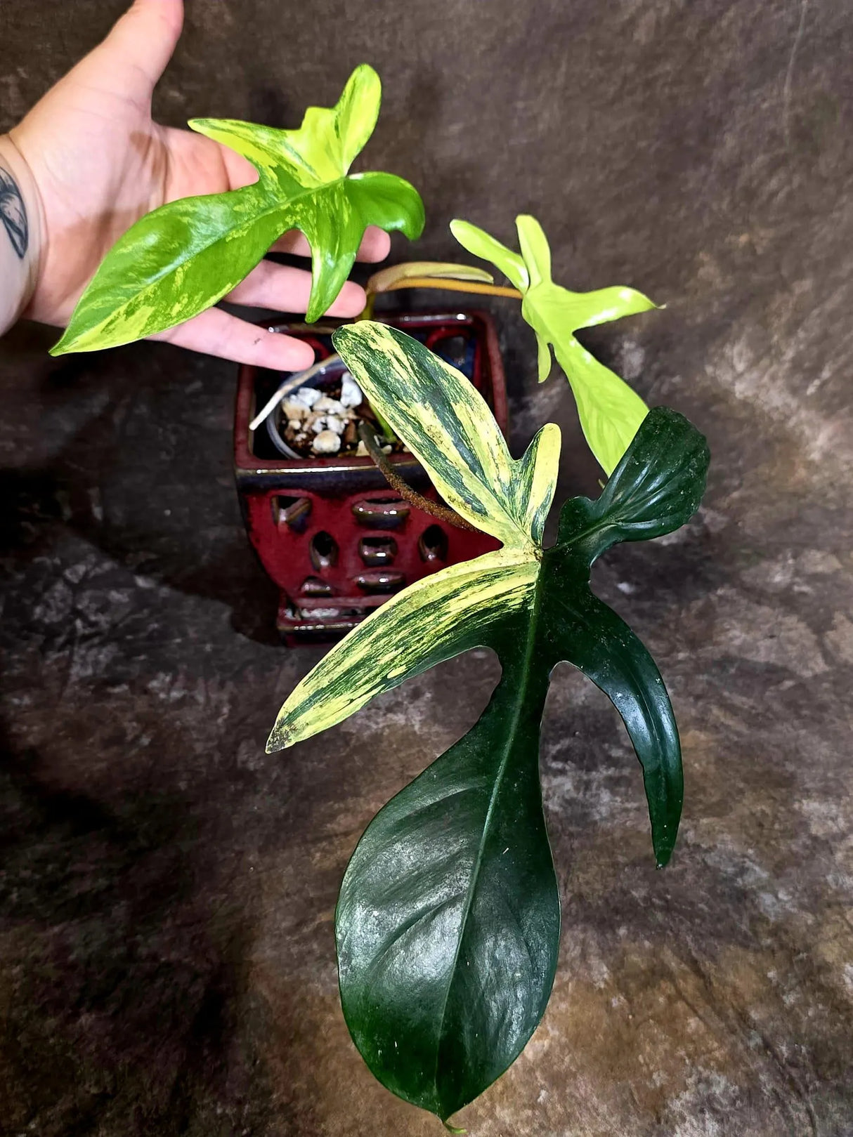 Variegated Philodendron Florida Beauty - Rare Collector Plant - Exact Plant (June-16-26)